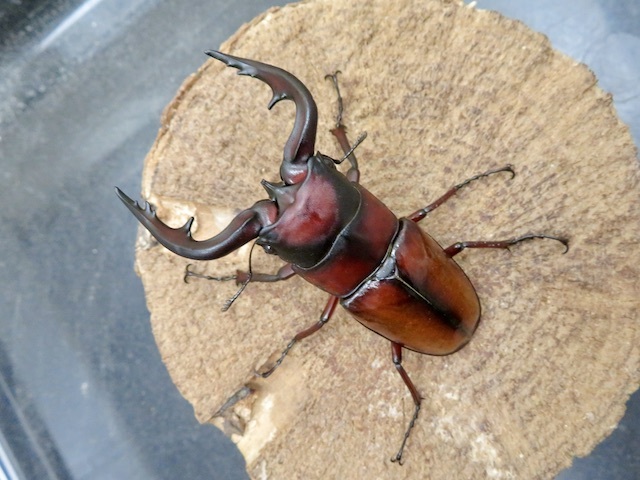 トカラノコギリクワガタ中之島産73ミリ
