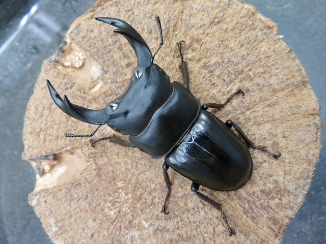 国産オオクワガタ福岡県久留米産65ミリ
