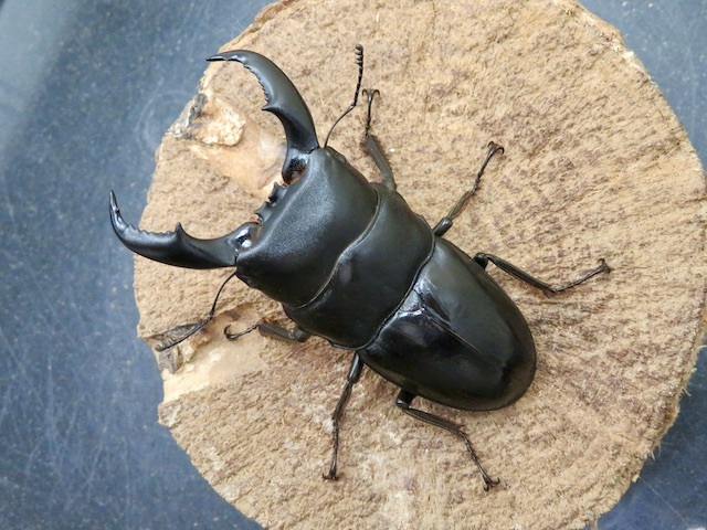 トクノシマヒラタクワガタ75ミリ