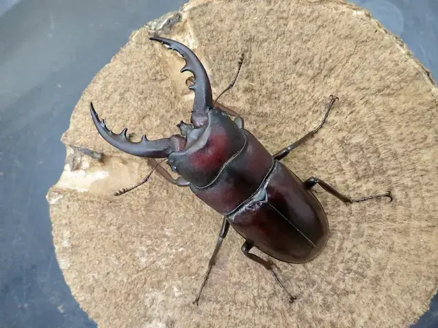 クメジマノコギリクワガタのオスの画像