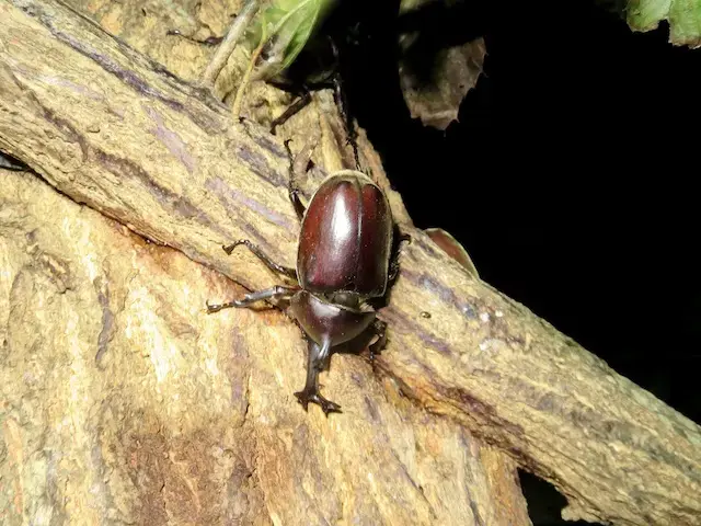 クヌギに集まったカブトムシ