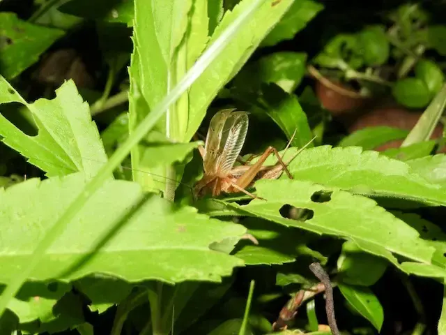森の草むらで見かけたマツムシ