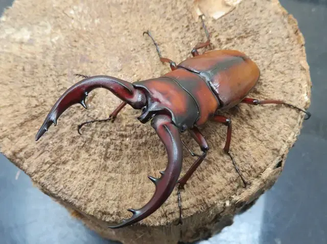 トカラノコギリクワガタの画像