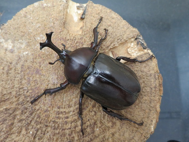 ツチヤカブトムシ60ミリ
