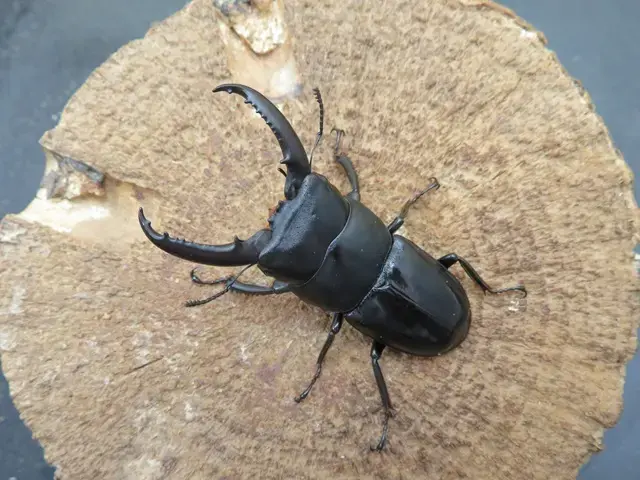 チョウセンヒラタクワガタの画像