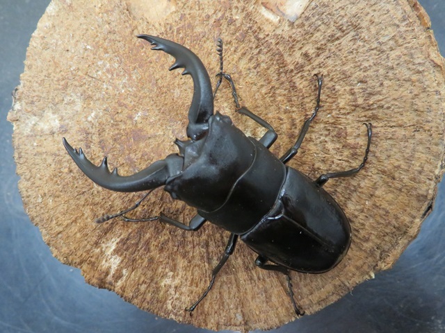 トクノシマノコギリクワガタ69ミリ(黒タイプ)