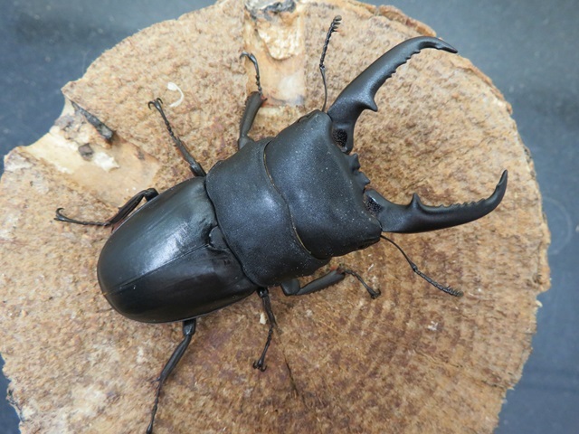 本土ヒラタクワガタ(宮崎県)69ミリ