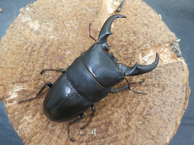 オキナワヒラタクワガタ(久米島)65ミリ