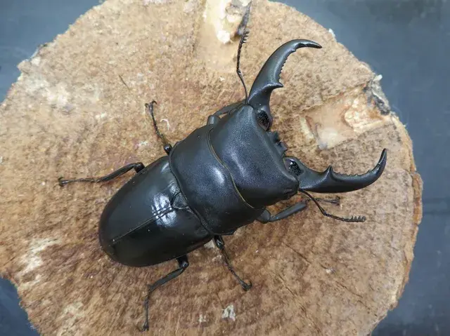 オキナワヒラタクワガタ(久米島)66ミリ
