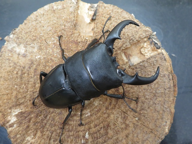 オキナワヒラタクワガタ（久米島）67ミリ