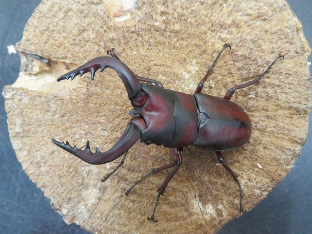 種子島産ノコギリクワガタ62ミリ