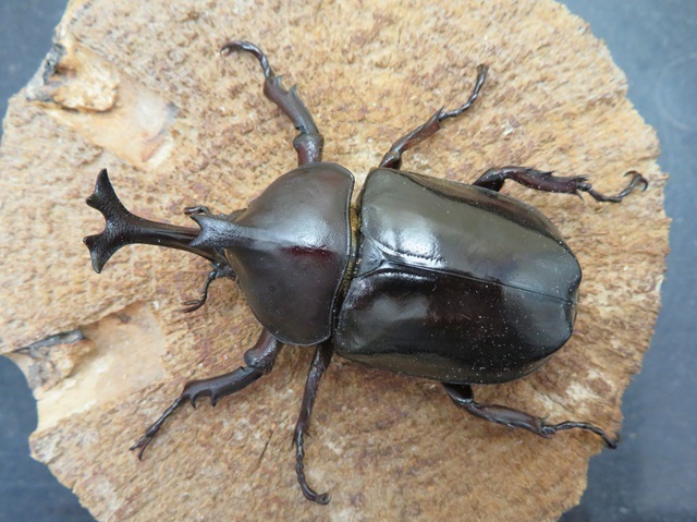 オキナワカブトムシのオスの画像