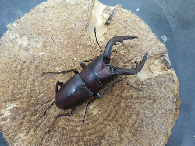 種子島産ノコギリクワガタ53ミリ