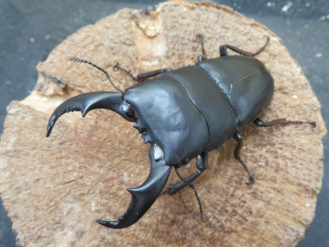 アマミヒラタクワガタ74ミリ