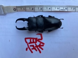 ヒラタクワガタの親オス