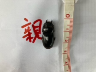 ヒラタクワガタの親メス