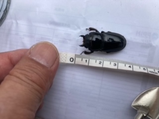 メスその3