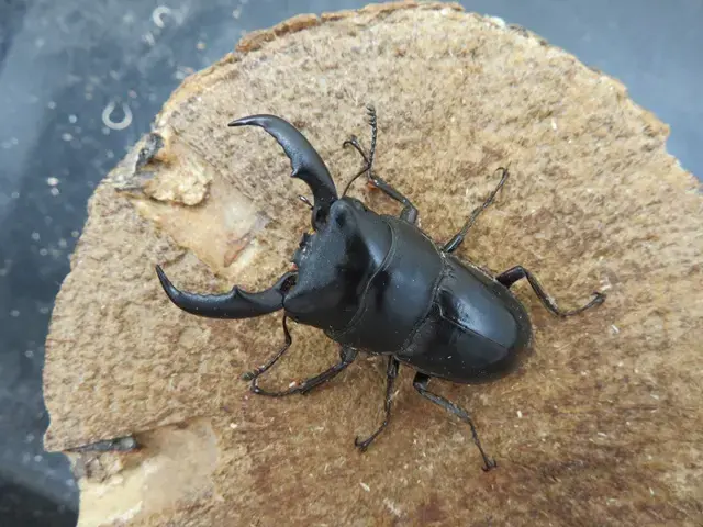 天然アマミヒラタクワガタ50ミリ