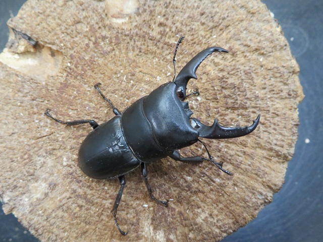 天然ヒラタクワガタ(宮崎県)53ミリ