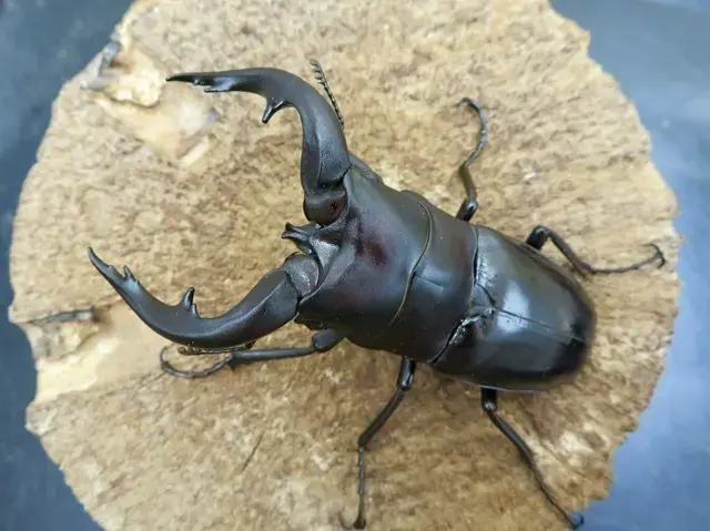 アマミノコギリクワガタの画像