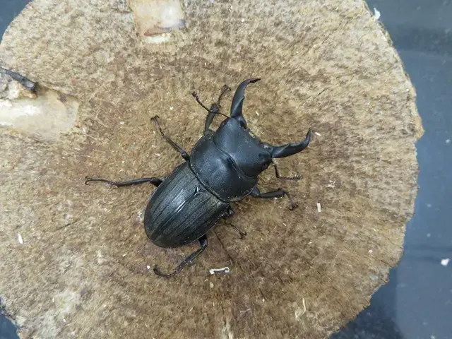 天然スジブトヒラタクワガタ(徳之島産)40ミリ