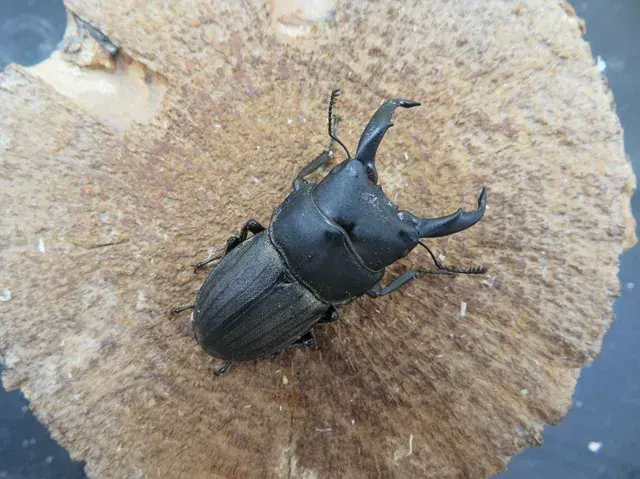 天然スジブトヒラタクワガタ（徳之島）45ミリ