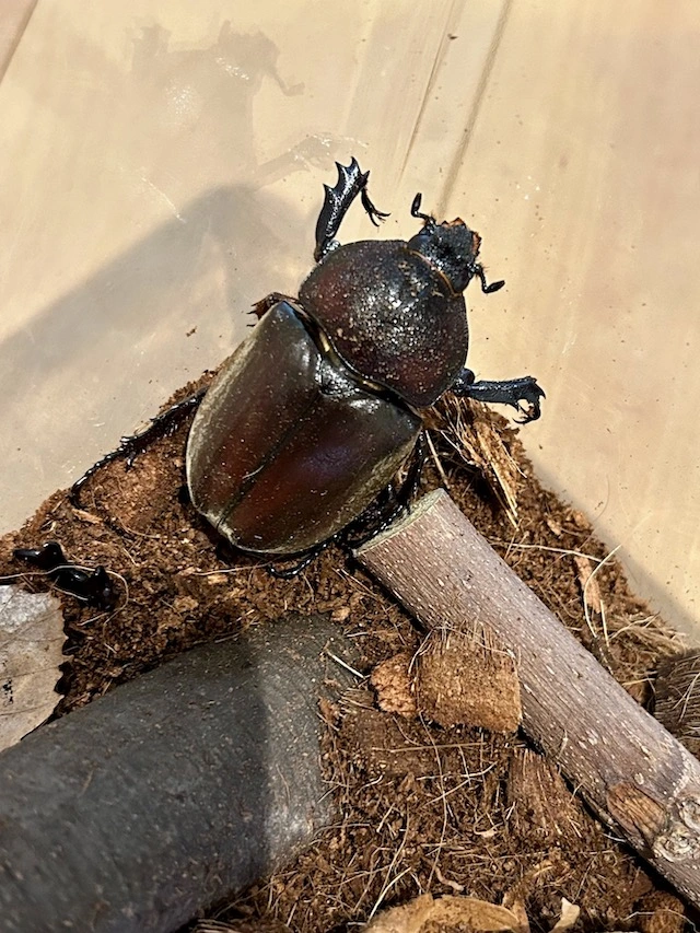 ヤクシマカブトのメス