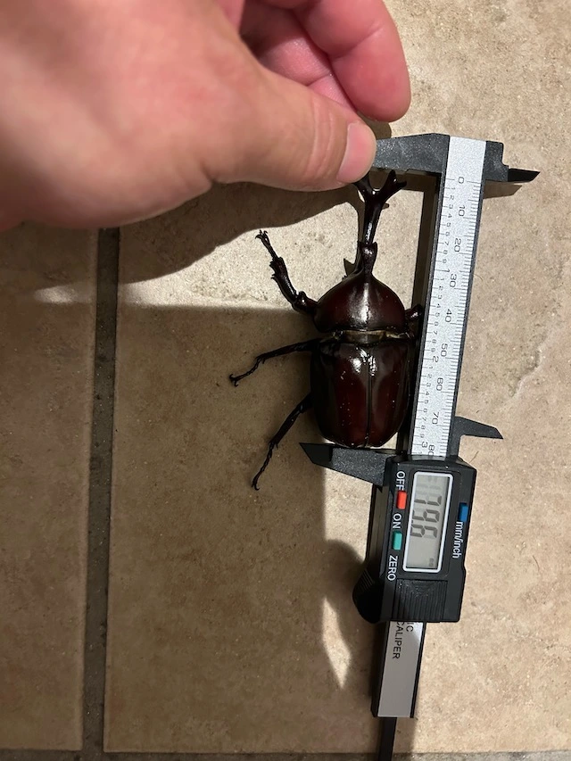 オスの尺寸の様子