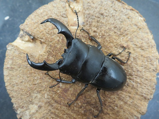 天然アマミヒラタクワガタ65ミリ