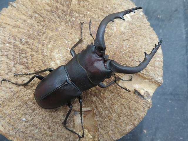 天然ノコギリクワガタ(宮崎県産)71ミリ