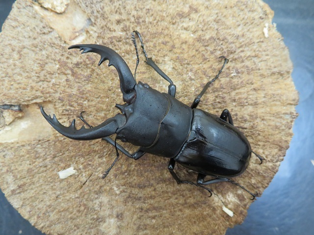 トクノシマノコギリクワガタ(黒タイプ)67ミリ