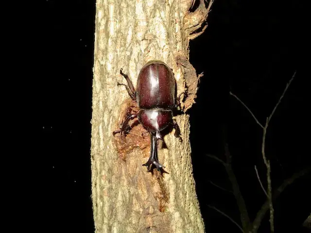 クヌギの樹液を吸うカブトムシのオス