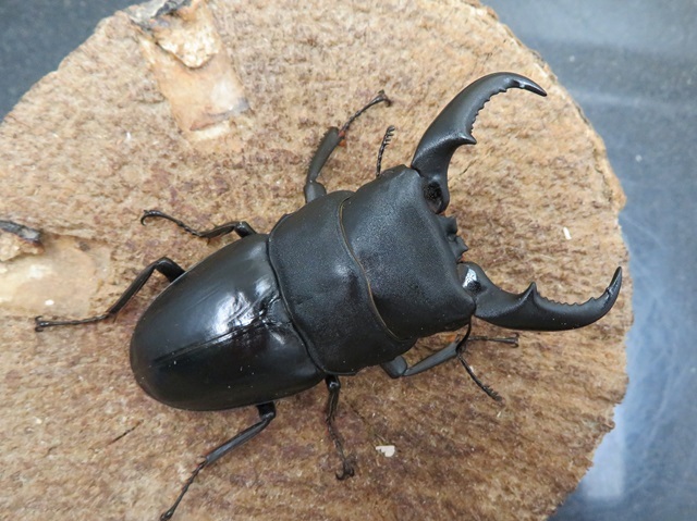 オキナワヒラタクワガタ(久米島)68ミリ
