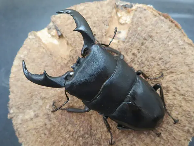 アマミヒラタクワガタの画像