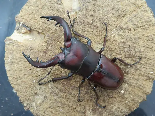 トクノシマノコギリクワガタ67ミリ(赤)