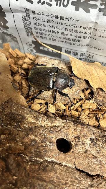 越年したカブトムシのメスのご報告