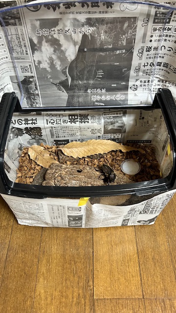 具体的な飼育例