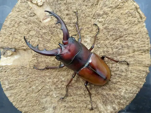 オキノエラブノコギリクワガタのオスの画像