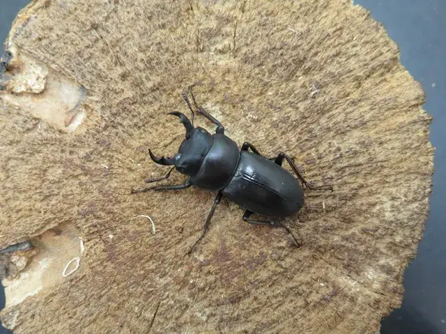 トクノシマコクワガタ33ミリ