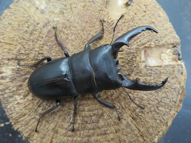 種子島産ヒラタクワガタ65ミリ