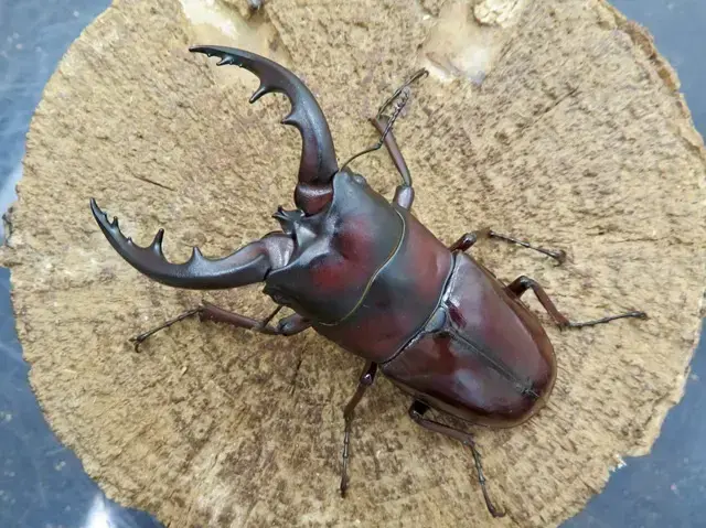 オキナワノコギリクワガタのオスの画像