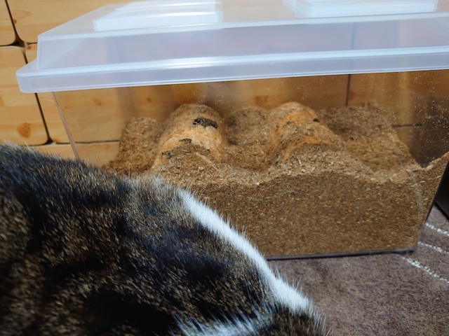 オオクワガタと猫