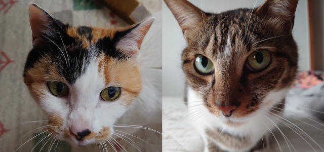 2匹の猫の写真