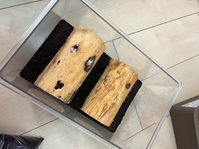 クワガタ、カブトムシのご投稿の紹介 クワガタと飼育用品の販売