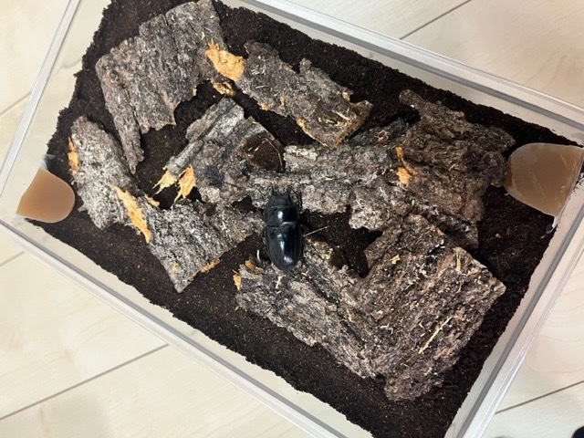 転倒防止として樹皮を使用