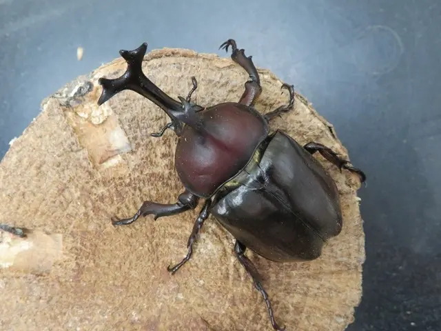 国産カブトムシ（福岡県福津市）70ミリ