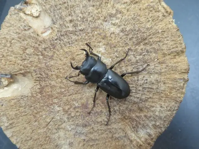オキナワコクワガタ32ミリ