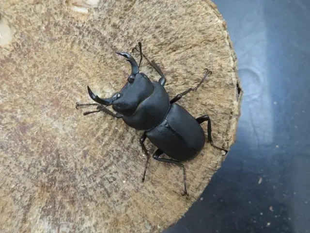 天然キュウシュウヒメオオクワガタ（熊本県産）40ミリ