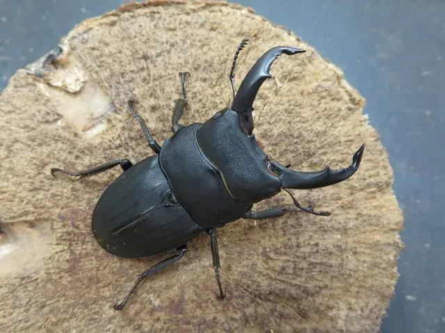 スジブトヒラタクワガタ（徳之島）57ミリ