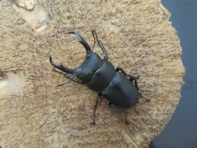 天然コクワガタ(福岡県福津市)46ミリ